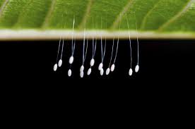 lacewing eggs